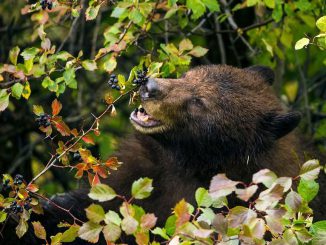 An American Black Bear (Ursus americanus) eats hawthorn berries, beginning a process that will eventually spread the plant's seeds locally. The loss of seed-dispersing animals endangers the spread of plants in response to a changing environment. (Paul D. Vitucci)
