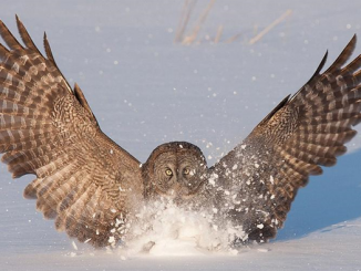 The silent wings of an owl has inspired designers of aircraft wings, seeking to reduce noise pollution. (Wang and Liu)