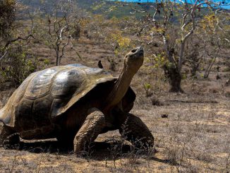 Scientists have discovered novel viruses in Galápagos giant tortoises similar to this one seen in a press release photo. (Juan Manuel García, Charles Darwin Foundation/Zenger)