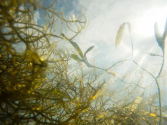 The humble seaweed can become a significant carbon-neutral energy solution, according to a recent study. (Joe Whalen, Tampa Bay Estuary Program/Unsplash)