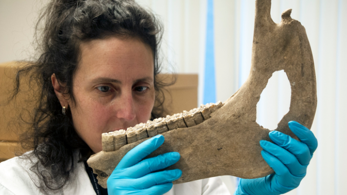 Katherine Kanne examines a horse jawbone for a study on the size of destriers, or medieval warhorses. (University of Exeter)