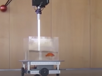 In a recent experiment, six goldfish operated their own vehicle, proving that they were able to navigate even on land. (Ben-Gurion University)