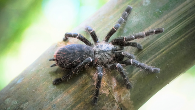 Found for the first time in the tropical forests of Thailand is Taksinus bambus, which is the first tarantula known to inhabit bamboo stalks. (JoCho Sippawat)