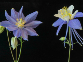 The mutant (left) and wild-type Colorado blue columbine (Aquilegia coerulea) are so different that a taxonomist might assign them to different genera at first glance. (Zachary Cabin)