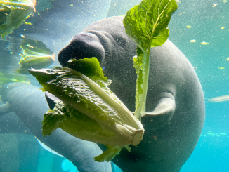 Manatees are given romaine lettuce to eat when algae is scarce in the winter. (Florida Atlantic University/Getty images)