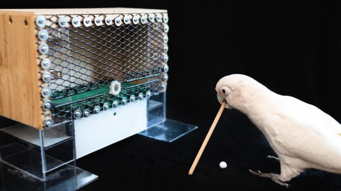 A cockatoo demonstrates the use of complex combined tools in an experiment conducted by researchers in Austria. (University of Veterinary Medicine, Vienna/Zenger)