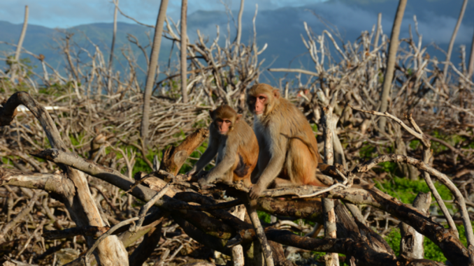 Rhesus macaques resting in the remnants of a forest that was destroyed when Hurricane Maria directly hit Cayo Santiago Island and Puerto Rico in September 2017. (Noah Snyder-Mackler, Arizona State University)