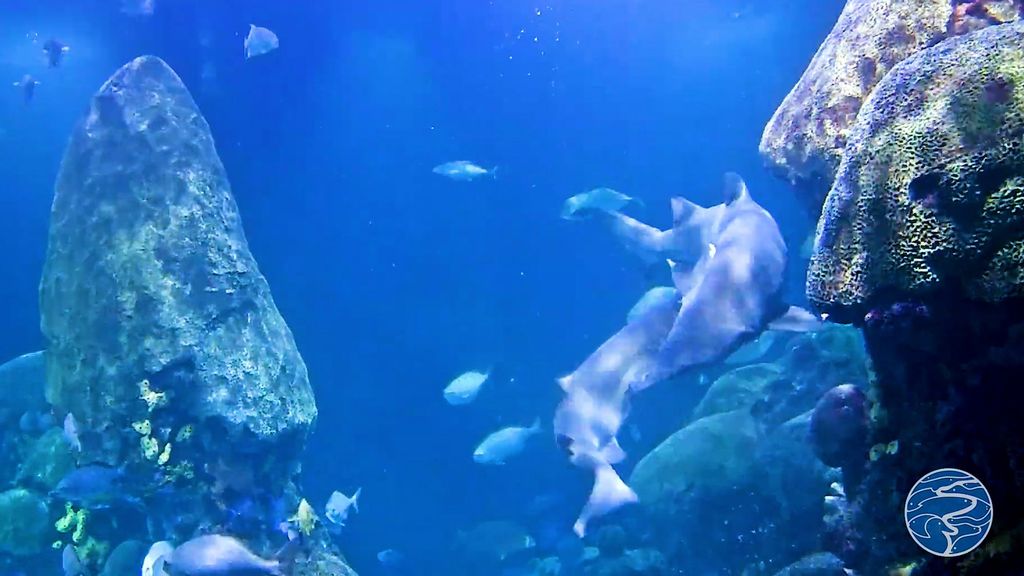 Bite Me: Sand Tiger Shark Mating Captured On Live Webcam At Tennessee ...