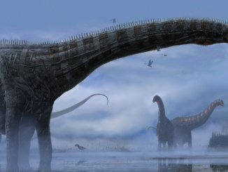 Artist's impression of Dolly, a diplodocid herbivorous dinosaur that lived 150 million years ago during the late Jurassic period. Scientists suggest she may have been infected with aspergillosis, which also affects modern birds. The pulmonary disease infecting this animal would not have been externally evident, but the probable pneumonia-like outward symptoms would have included coughing, labored breathing, nasal discharge, fever and weight loss. (Woodruff et al., 2022/Corbin Rainbolt)