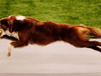 A Border Collie competes in the Flyball during The World Dog Games at Acer Arena on October 31, 2009, in Sydney, Australia. According to new research, Flyball presents the greatest risk of a ruptured knee ligament among agility dogs, but increasing your dog's core strength may help avoid it. (Brendon Thorne/Getty Images)