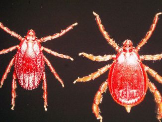 Researchers have found that female brown ear ticks (Rhipicephalus appendiculatus) have a protein in their saliva that eliminates the sensation of pain and itching, leaving their victims unaware of their bite. Pictured is a female (left) and male (right) brown ear tick. (Alan R. Walker/CC BY-SA 3.0) 