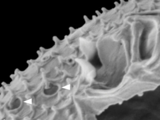 Scanning Electron Microscope image of iP./i cf. ibalticum/i showing distinctive dual wing-like apical projections and unique large pores with emanating large spines (white arrows). (Larsson et al., 2022/Nature Communications)