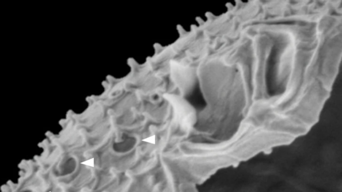 Scanning Electron Microscope image of iP./i cf. ibalticum/i showing distinctive dual wing-like apical projections and unique large pores with emanating large spines (white arrows). (Larsson et al., 2022/Nature Communications)