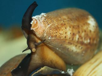 A cone snail searches for prey. Researchers from varied disciplines are collaborating to understand the way conotoxins — chemicals found in cone snail venom — work and how they can be utilized to reduce pain in humans. (Pengchao-BGI/CC BY-SA 4.0)