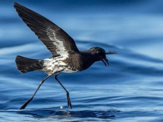 The New Caledonian storm petrel (Fregetta lineata) dashes across the sea. The word “petrel” is thought to be derived from “Peter,” alluding to the biblical account of Peter walking on water. This bird was photographed in January 2020, off New Caledonia. (Hadoram Shirihai/Tubenoses Project/Zenger)