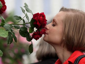 A woman smells a flower in the rose garden at the annual Chelsea flower show on May 25, 2010, in London, England. Researchers are trying to bring back smells from the days of old to uncover new insights about past societies. (Dan Kitwood/Getty Images)
