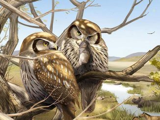 Reconstruction of the extinct owl Miosurnia diurna perched in a tree with its last meal of a small rodent, overlooking extinct three-toed horses and rhinos with the rising Tibetan Plateau on the horizon. (IVPP, Zheng Qiuyang/Zenger)