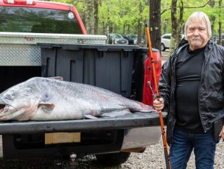 Angler Eugene Cronley caught the 59 kilogramme fish, both pictured, on 7th April,2022, in the Mississippi River near Natchez, Mississippi. (@mdwfp/Zenger)