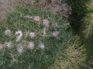 Breathtaking aerial images have revealed a cluster of 11 heron nests perched 100ft in the treetops - boosting hopes of a surge in the numbers breeding in the UK. (Simon Galloway/Zenger)