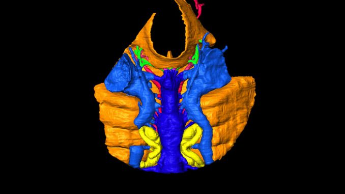 The middle ear of humans evolved from fish gills according to a study of a 438 million year old fossil fish brain. (Simon Galloway/Zenger)