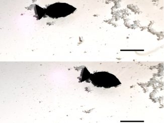 A light-activated fish-shaped robot collects microplastics as it swims (scale bar is 10 mm). (Adapted from Nano Letters 2022, DOI: 10.1021/acs.nanolett.2c01375/Zenger).
