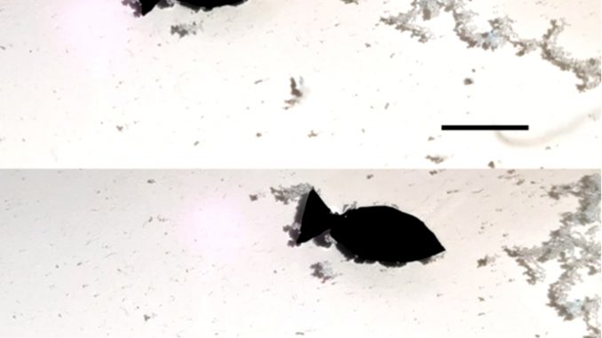 A light-activated fish-shaped robot collects microplastics as it swims (scale bar is 10 mm). (Adapted from Nano Letters 2022, DOI: 10.1021/acs.nanolett.2c01375/Zenger).