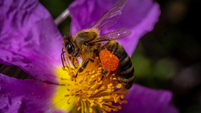 Illustrative image: Honeybee harvesting pollen and carrying it to its pollen basket. (Yannis Varouhakis (instagram.com/varouhakis)/Zenger)