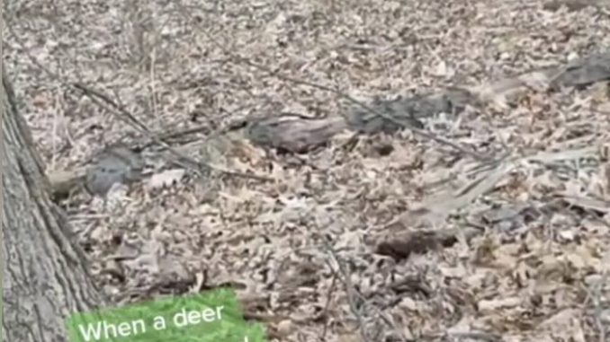 Terence MG Leano, 26, who lives in Windsor, Ontario in Canada filmed two unidentified creatures and a deer which appeared in the background while he was singing. (@throatsingking/Zenger)