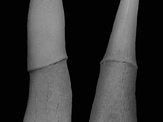 A rostral denticle of Ischyrhiza mia, a species belonging to an extinct group of sawfishes that lived in North American waters during the late Cretaceous period, around 100 to 65 million years ago, pictured in an undated photo. Teeth likely originated in an armored ray that swam the oceans 100 million years ago, according to new research, carried out by a scientific team at Penn State University in the U.S. (Jon Mills, SWNS/Zenger)