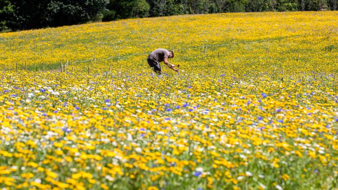 A Wildflower Meadow has come into bloom at The Lost Gardens of Heligan in Cornwall, in the U.K. on July 28, 2022. (SWNS/Zenger)