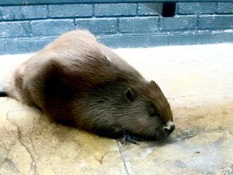 The beaver at the Yew Tree pub prior to rescue, in undated photograph. Customers in a Staffordshire pub were given a surprise after an unusual visitor walked in. (Linjoy Wildlife Sanctuary, SWNS/Zenger)