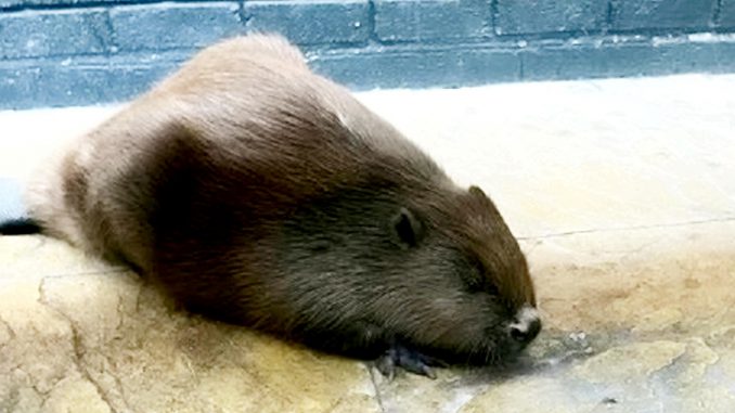 The beaver at the Yew Tree pub prior to rescue, in undated photograph. Customers in a Staffordshire pub were given a surprise after an unusual visitor walked in. (Linjoy Wildlife Sanctuary, SWNS/Zenger)