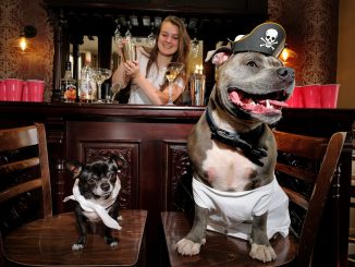 Dogs dressed up for a bachelor party, pictured in an undated photo. U.K. company Last Night of Freedom has lined up dozens of English venues have signed up to allow grooms to enjoy their bachelor send-offs with their dogs. (Last Night of Freedom,SWNS/Zenger)
