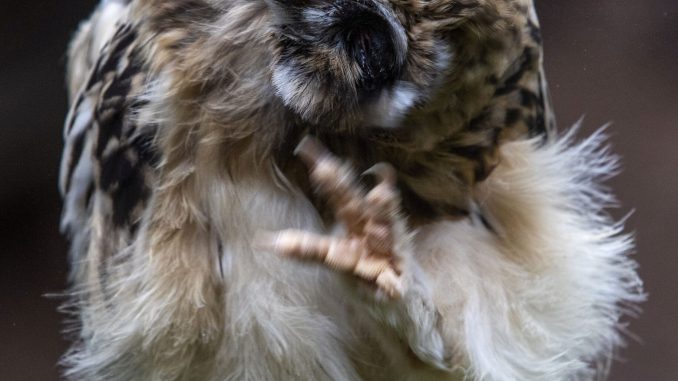 Machrihanish, the seven-week-old short-eared owl, at the Scottish Owl Center in West Lothian, which is the first ever to be bred in captivity in Scotland. July 2, 2022. (SWNS/Zenger)
