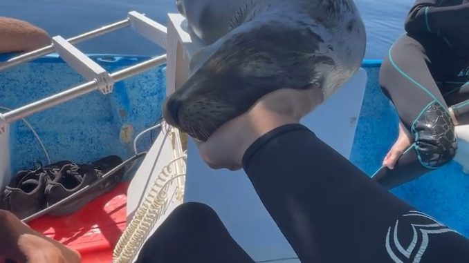 Alexander Schmidt Márquez, 30, petting the sea lion on his panga, in La Ventana, Baja California Sur, Mexico, on Tuesday, April 26, 2022. The sea lion fell asleep and was likely very exhausted.  (@alexsharks_/Zenger)