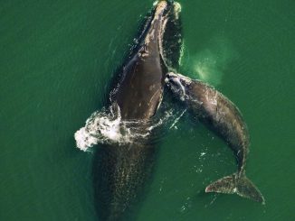 North Atlantic Right Whale via WWF