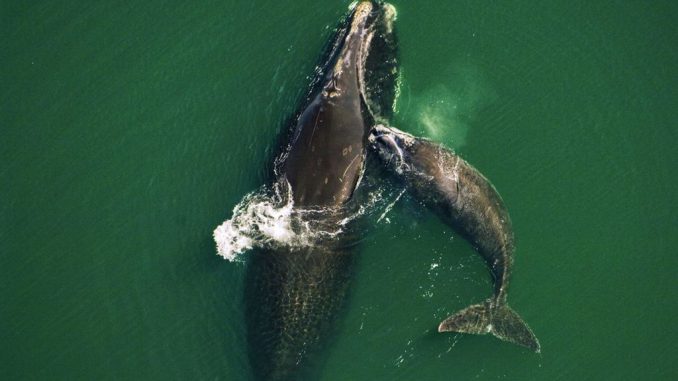 North Atlantic Right Whale via WWF