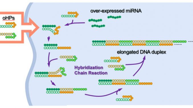 Cancer Cell introduced withi Oncolytic DNA hairpin pairs (oHPs)/i. It's trigger immune to inhibits further tumor growth when oHPs meet the tumor-causing over-expressed miRNA. AKIMITSU OKAMOTO/UNIVERSITY of TOKYO