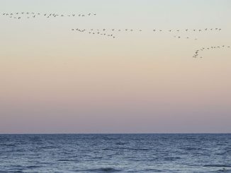 A flock of birds flies over the Atlantic Ocean during sunset in Rehoboth Beach, Delaware, United States on February 1, 2023. The discovery came as a surprise - and could help identify world's most like to host extra-terrestrials. CELAL GUNES/SWNS TALKER