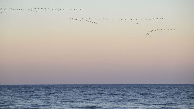 A flock of birds flies over the Atlantic Ocean during sunset in Rehoboth Beach, Delaware, United States on February 1, 2023. The discovery came as a surprise - and could help identify world's most like to host extra-terrestrials. CELAL GUNES/SWNS TALKER