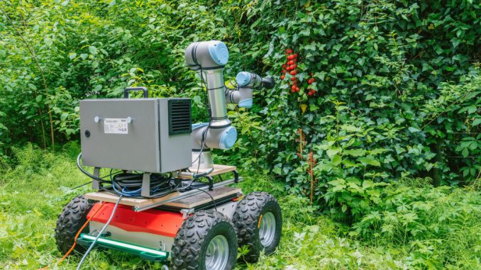 The tomato picker robot designed with ChatGPT by researchers from TU Delft and EPFL moves through a testing environment. PHOTO BY ADRIEN BUTTIER/SWNS 