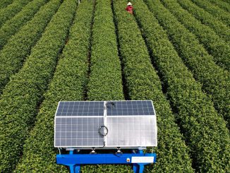 HANGZHOU, CHINA - MARCH 28: An AI tea harvesting robot picks tea leaves at a LongJing tea garden on March 28, 2023 in Hangzhou, Zhejiang Province of China.Managing director, Jonathon Jones OBE, 51, said: It’s been a long time brewing, the world's first robotic tea harvester has picking this week, powered by solar panels.Teabot is a breakthrough for the whole tea industry around the world. It is the first driverless tea picker with onboard solar power. PHOTO BY LONG WEI/GETTY IMAGES