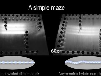 strongA view of the brainless robot in the maze. Researchers have shown the ability of the soft robot to navigate mazes with moving walls – and fit through spaces narrower than its body size. NORTH CAROLINA STATE UNIVERSITY/SWNS/strong