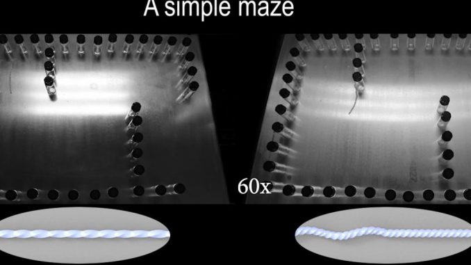 strongA view of the brainless robot in the maze. Researchers have shown the ability of the soft robot to navigate mazes with moving walls – and fit through spaces narrower than its body size. NORTH CAROLINA STATE UNIVERSITY/SWNS/strong